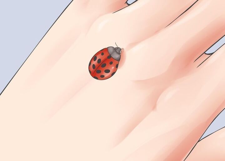 ladybug որպես հաջողակ թալիսման